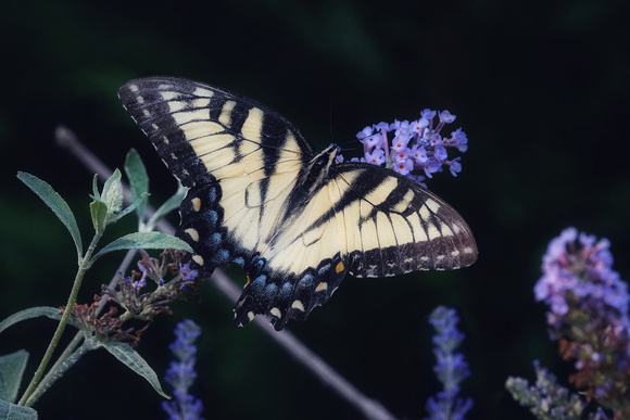 Swallowtail Beauty I
