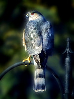 Sharp-shinned Hawk (Large Adult Female)
