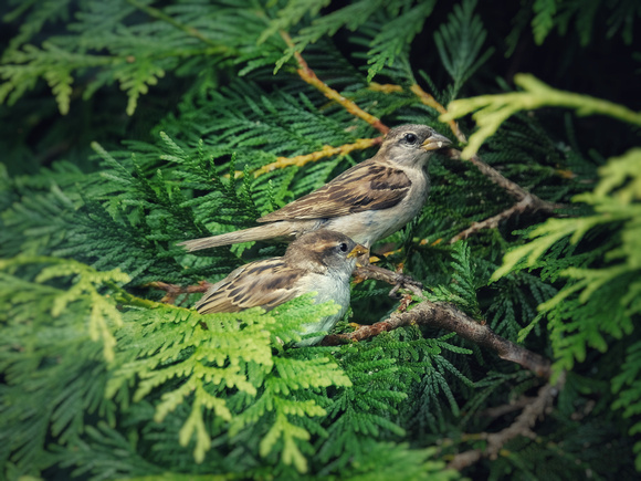 Sparrow Parenthood I