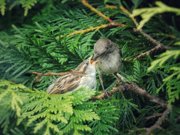 Sparrow Parenthood III