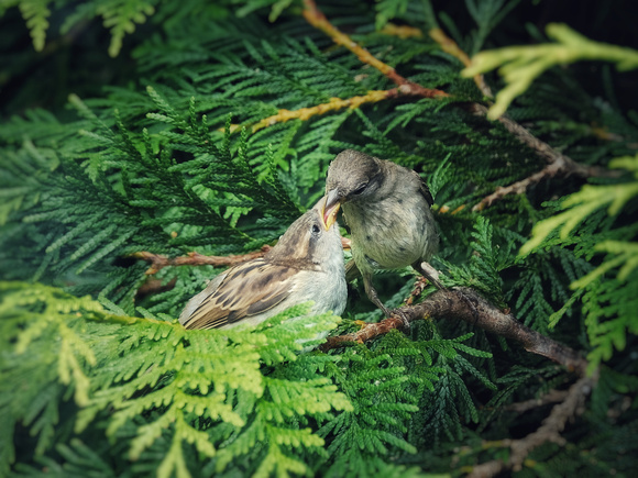 Sparrow Parenthood IV