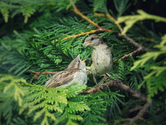 Sparrow Parenthood II