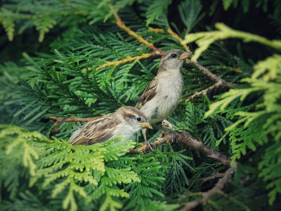 Sparrow Parenthood V