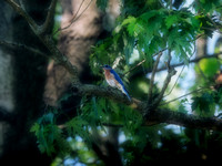 Bluebird in a High Tree II