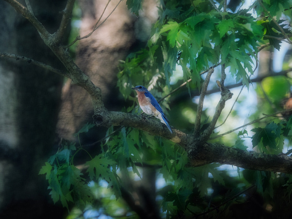 Bluebird in a High Tree II
