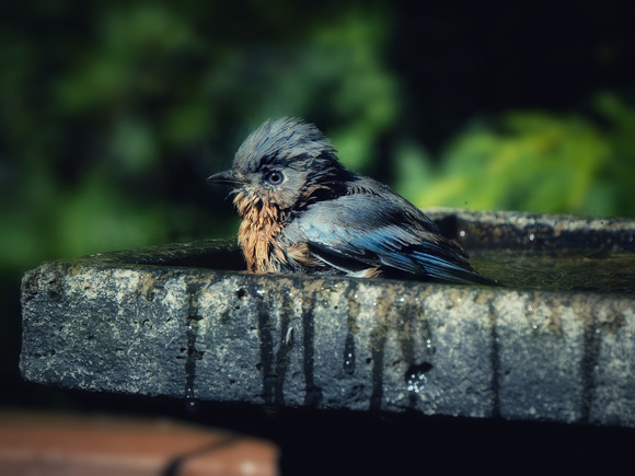 A Bluebird Soaking