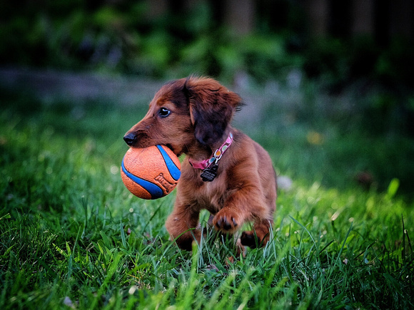 Galloping Doxie