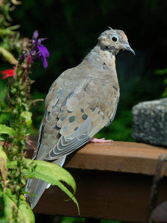 Flowered Dove