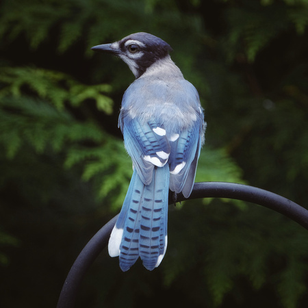 Blue Jay Beauty
