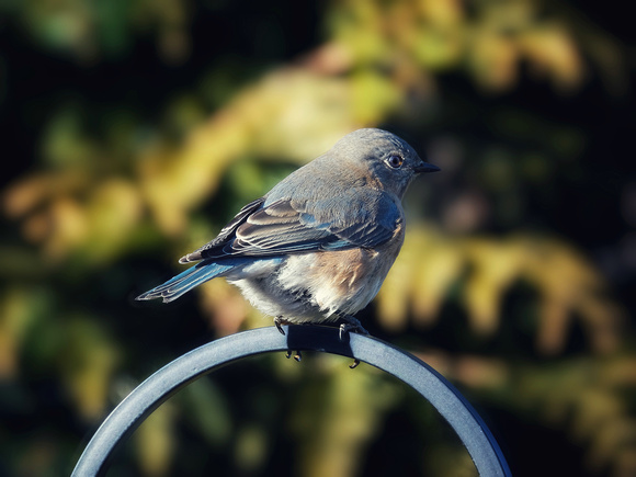 February Bluebird