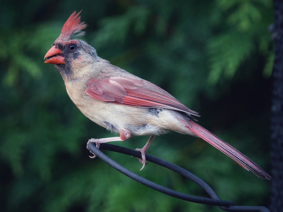 Leucistic Cardinal - Rare (1 in 30,000 birds)