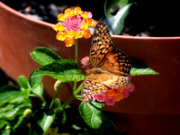 Veriegated Fritillary Butterfly I