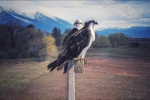 Charlo, Montana (4/9/25)