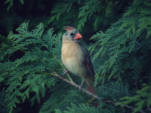 Cardinal in the Ferns III