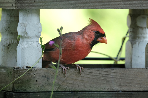 Friendly Cardinal