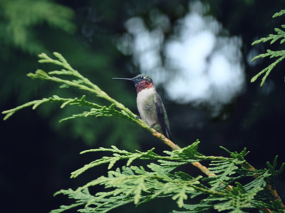 Hummingbird At Ease
