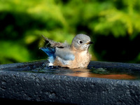 Bluebird Bathtime I