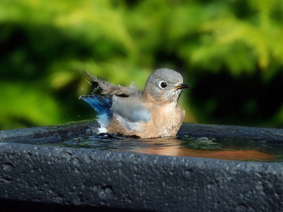 Bluebird Bathtime I