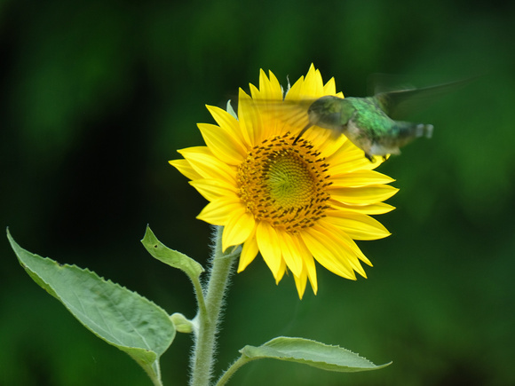 Hovering on a Sunflower