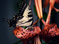 Pollinating Swallowtail