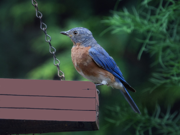 Young Male Bluebird