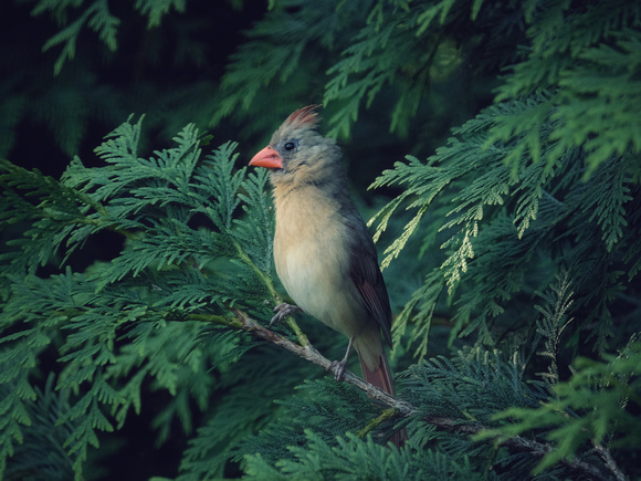 Cardinal in the Ferns II
