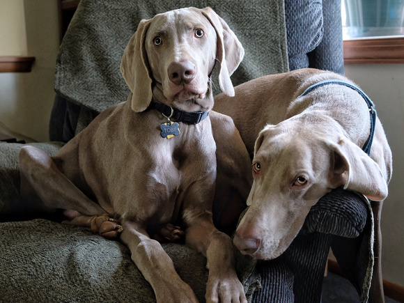 Tightly Packaged Weims