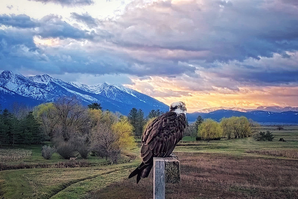 Sunrise at Mission Mountains (4/9/25)