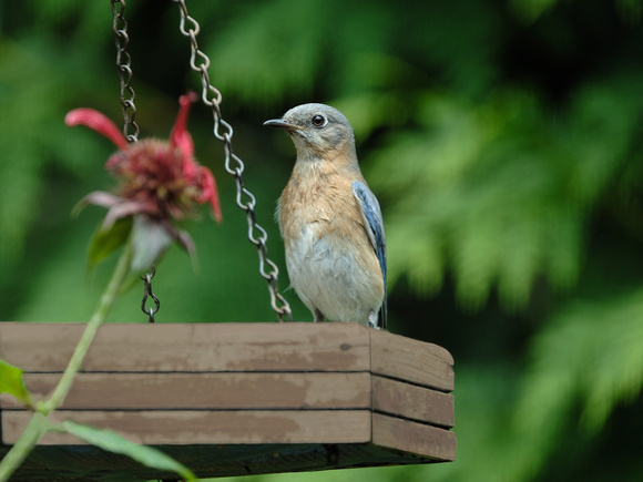 Bluebird in July