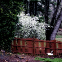 April Blossoms