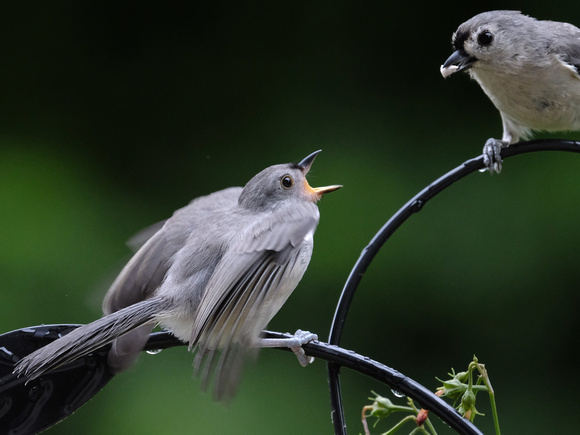 Hungry Titmouse