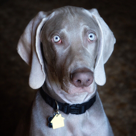 Portrait of a 5-Month Old Weim