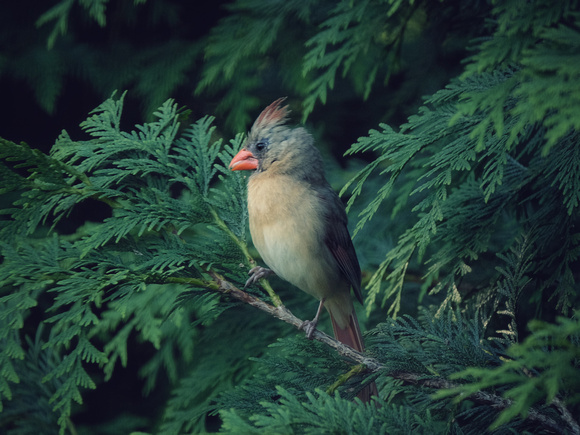 Cardinal in the Ferns