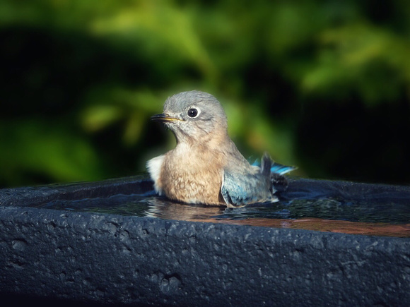 Bluebird Bathtime III