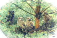 A Wet Wonky Family