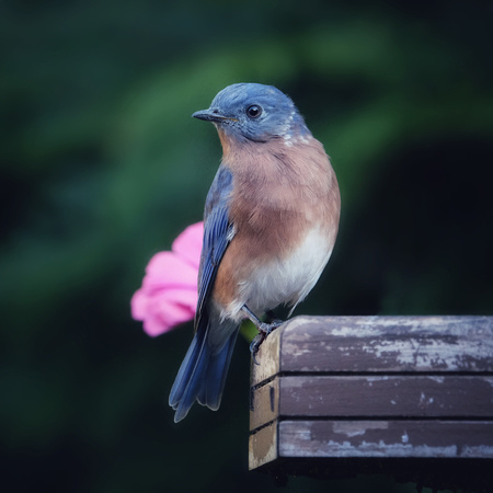 Lovely Male Bluebird