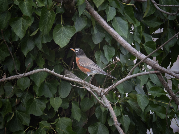 Robin in the Ivy