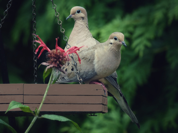 Loving Doves