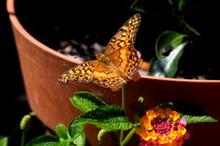 Veriegated Fritillary Butterfly II
